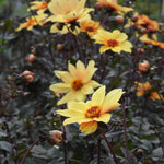 Yellow dahlia flowers with orange centers blooming among dark green leaves in a garden setting.