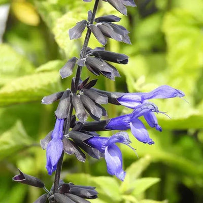 Black and Bloom Salvia Flowers