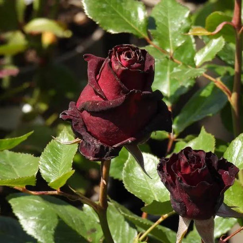 Black Baccara Hybrid Tea Rose Flowers