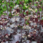 Black Beauty Heuchera Flowers