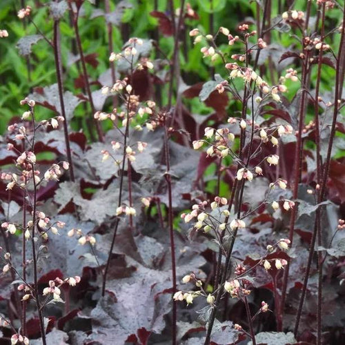 Black Beauty Heuchera Flowers
