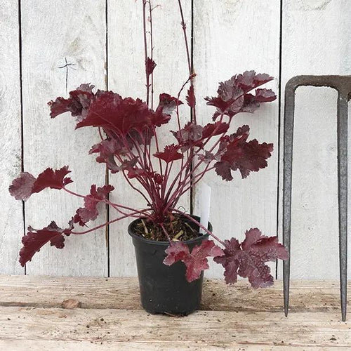 Black Beauty Heuchera Plant