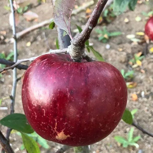 Black Dabinett' Cider Apple on the tree