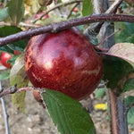 Black Dabinett Apple on the tree