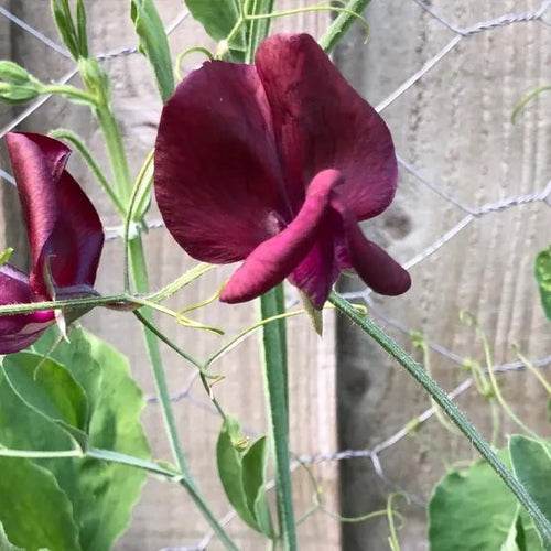 Black Knight Sweet Pea Flowers