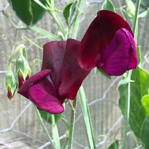 Black Knight Sweet Pea Flowers