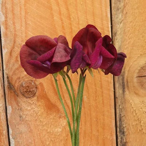Black Knight Sweet Pea Flowers