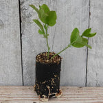 Black Knight Sweet Pea Seedling in a Jumbo Plug Showing Good Root Development