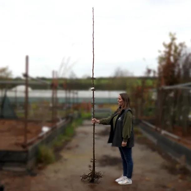 Bareroot Black Walnut Standard 6cm to 8cm girth Tree