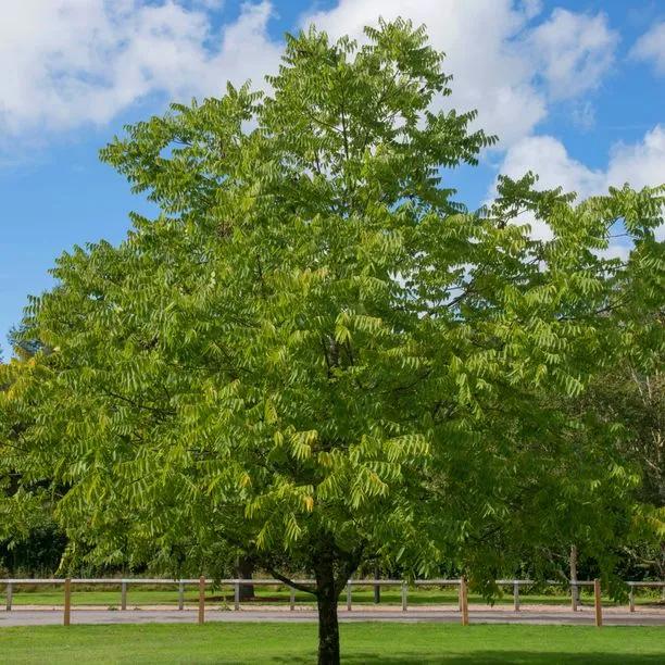 Mature Black Walnut tree