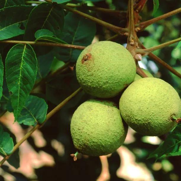 Ripening Black Walnuts on the tree