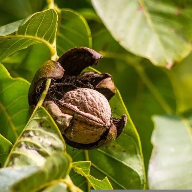 Black Walnuts on the tree