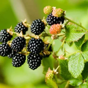 Wild Bramble blackberry hedge plant showing ripe black berries and green leaves on thorny stems