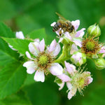 Wild Blackberry Flowers