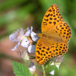 Wild Blackberry Flowers with Butterfly
