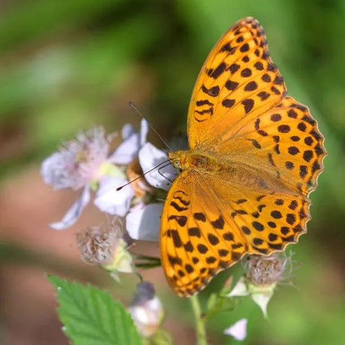 Wild Blackberry Flowers with Butterfly