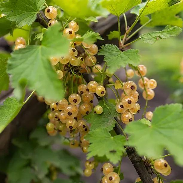 Versailles Blanche Whitecurrants on the Bush