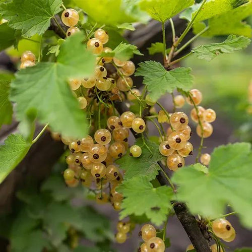 Versailles Blanche Whitecurrants on the Bush