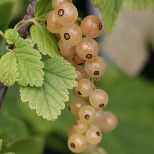 Blanka Whitecurrants
