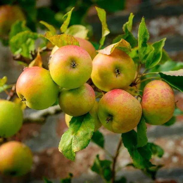 Blenheim Orange Apples on the tree