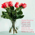 Blessings Hybrid Tea Rose Flowers in Flower Vase