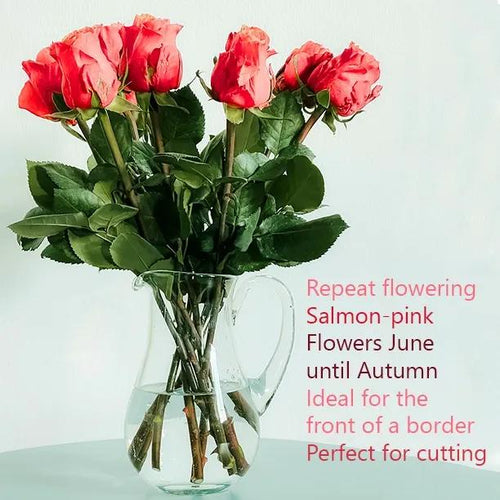 Blessings Hybrid Tea Rose Flowers in Flower Vase