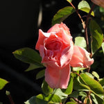 Blessings Hybrid Tea Rose Flowers