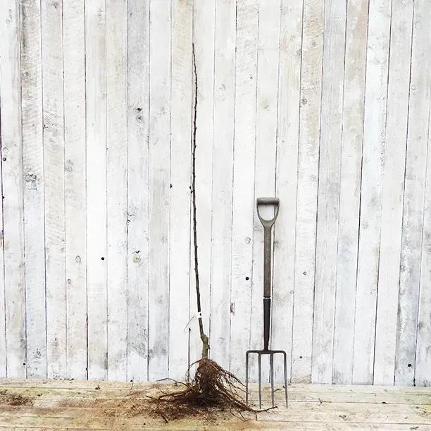 Bareroot Bloody Ploughman Maiden Apple Tree