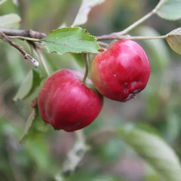 Bloody Ploughman Apples on the tree