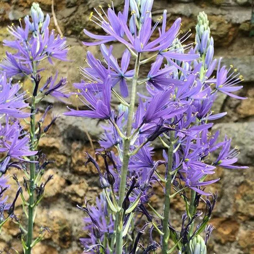 Blue Camassia Flowers