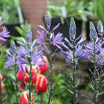 Blue Camassia Flowers