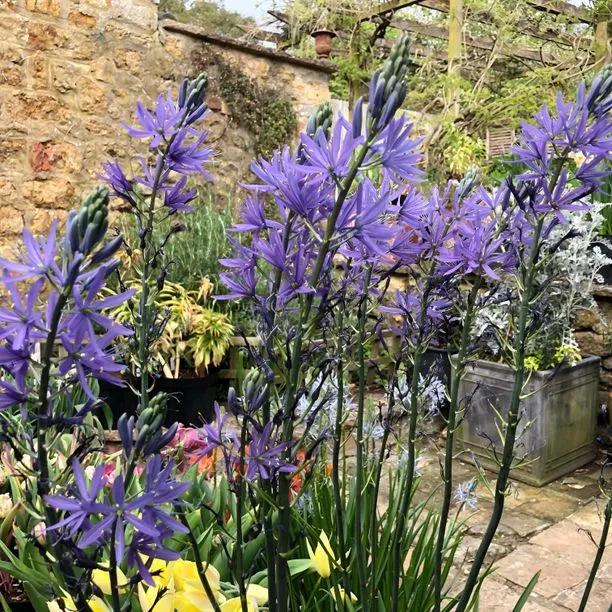 Blue Camassia Flowers