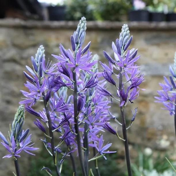 Blue Camassia Flowers