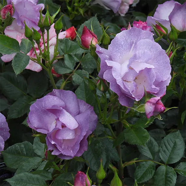 Close-up of purple and pink roses with green leaves