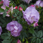 Close-up of purple and pink roses with green leaves