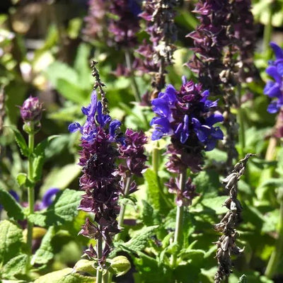 Blue Marvel Salvia Flowers