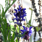 Blue Marvel Salvia Flowers