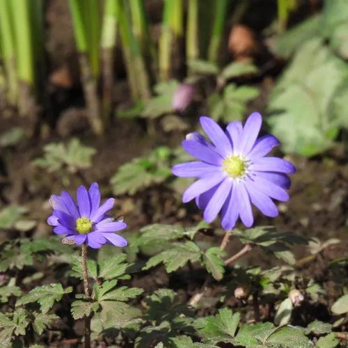 Blue Shades anemone Flowers