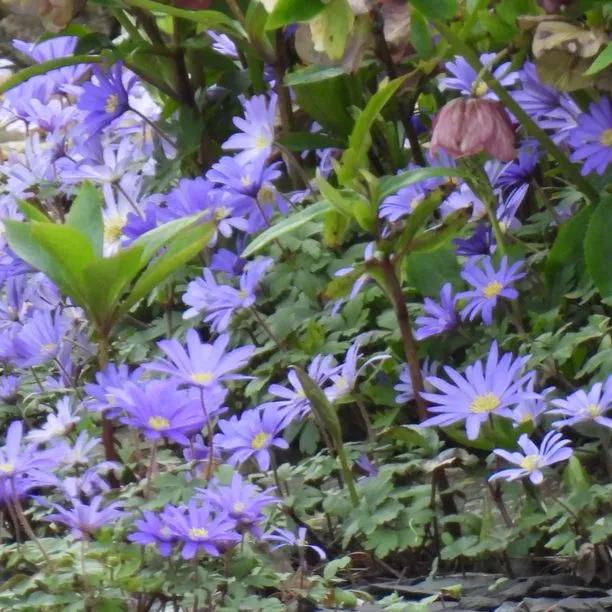 Blue Shades Winter Windflowers