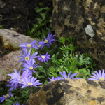 Blue Shades Winter Windflowers