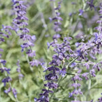 Blue Spire Perovskia Flowers