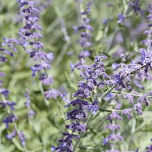Blue Spire Perovskia Flowers