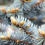 Blue Spruce Leaves