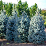 Mature Blue Spruce trees