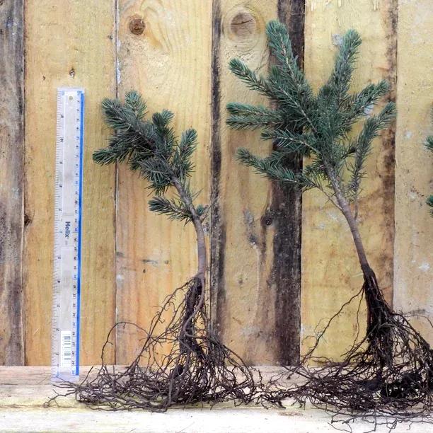Bareroot Blue Spruce Sapling Trees 20/40cm tall