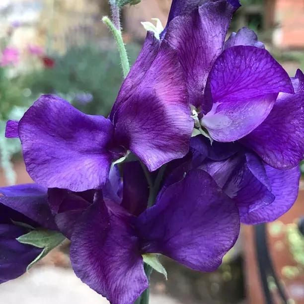 Blue Velvet Sweet Pea Flowers