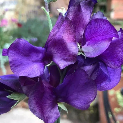 Blue Velvet Sweet Pea Flowers