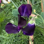 Blue Velvet Sweet Pea Flowers