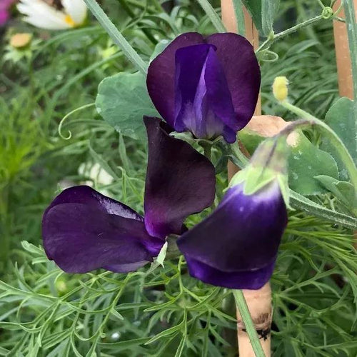 Blue Velvet Sweet Pea Flowers