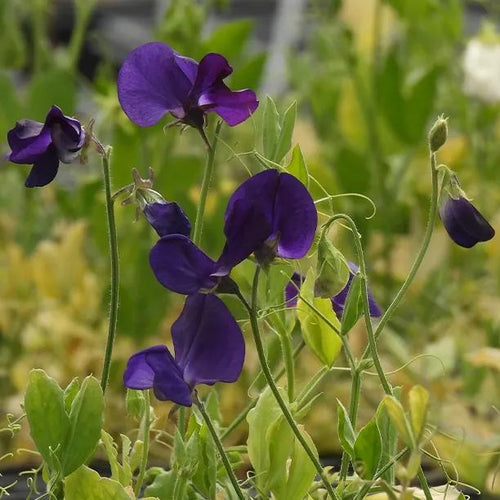 Blue Velvet Sweet Pea Flowers